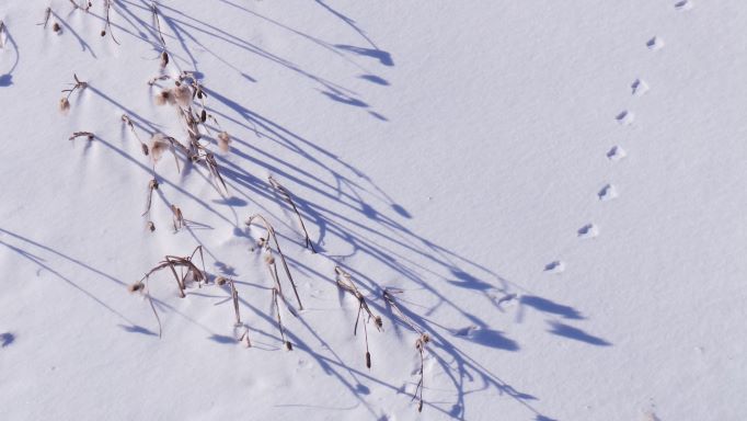 개울 바닥 눈밭에 고양이 발자국