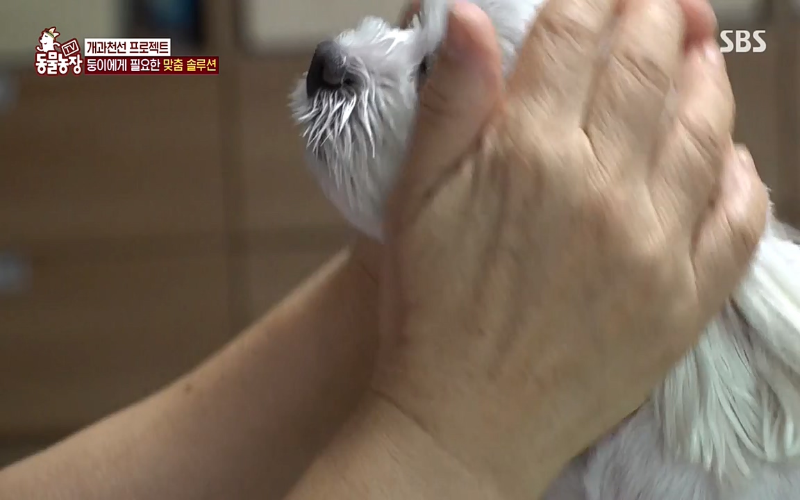 TV 동물농장.E1085.220905p-NEXT.mp4_20220904_173534.368.jpg