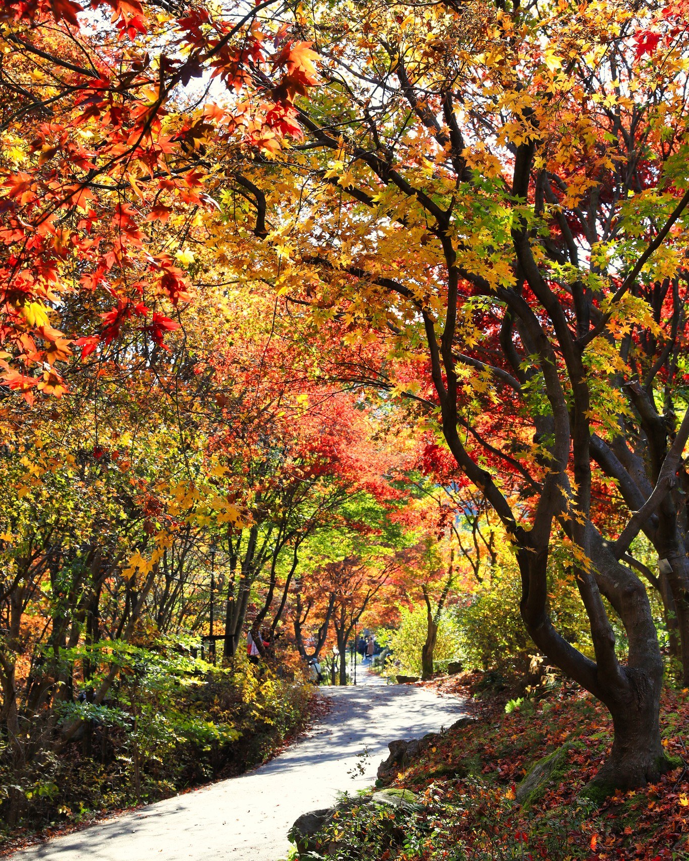 당일치기-서울-근교-단풍-구경-가볼만한곳-아침고요수목원