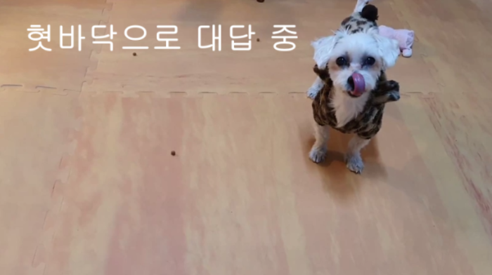 “몰티즈”data-ke-mobilestyle=