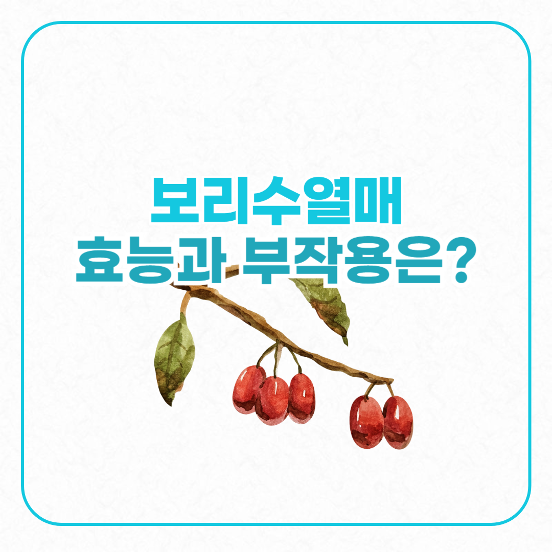 보리수열매효능과 부작용