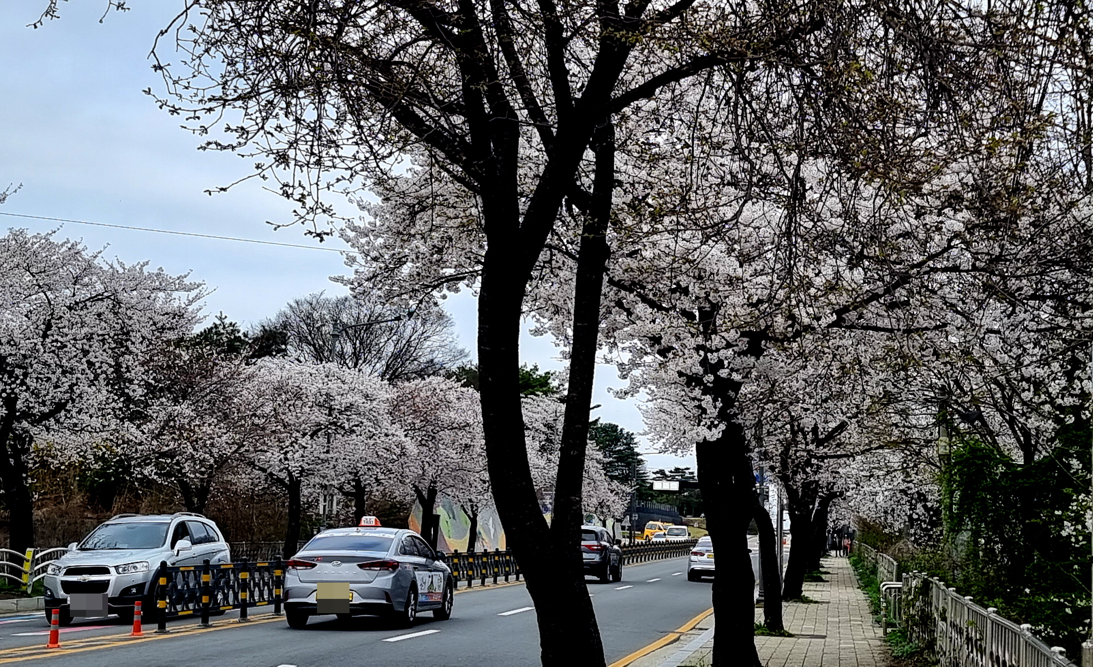 공주(公州) 원도심 벚꽃 구경 사진