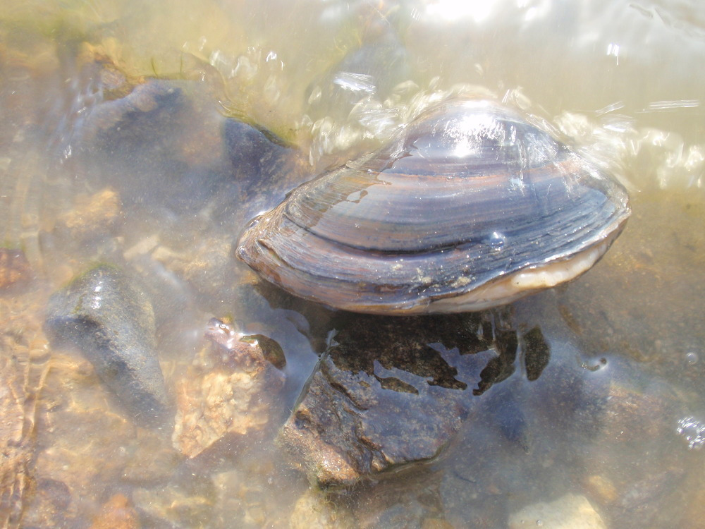 민물 말조개 효능과 부작용/ 요리법