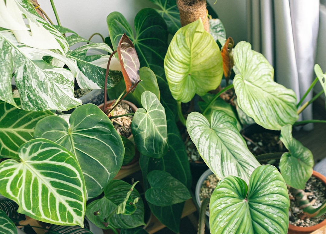 Houseplant