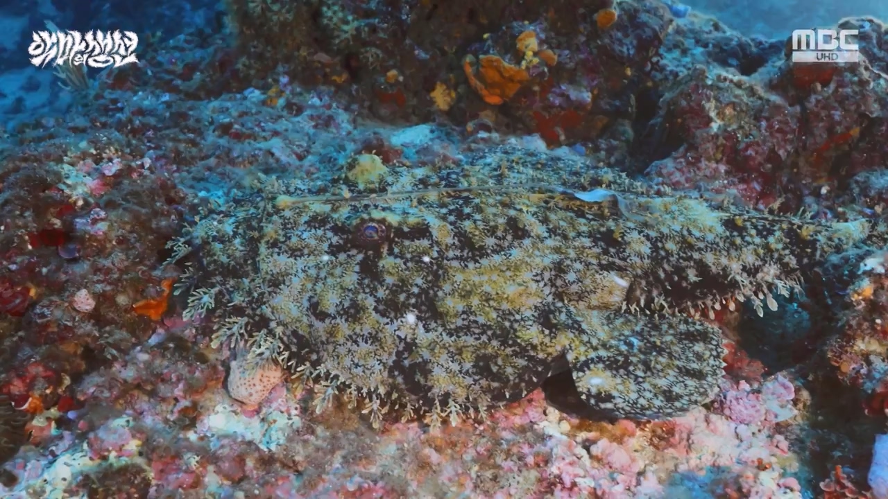 MBC 네트워크특선.E1670.240403p-NEXT.mp4_20240403_205600.056.jpg