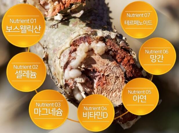 보스웰리아 효능 6가지