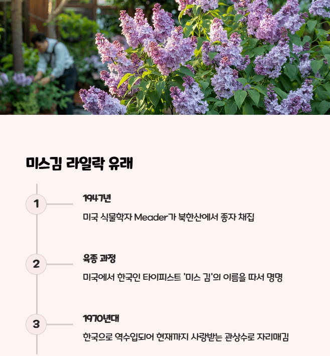 미스김 라일락 유래