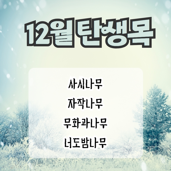  12월의 탄생목 이야기 - 사시나무, 자작나무, 무화과나무, 너도밤나무