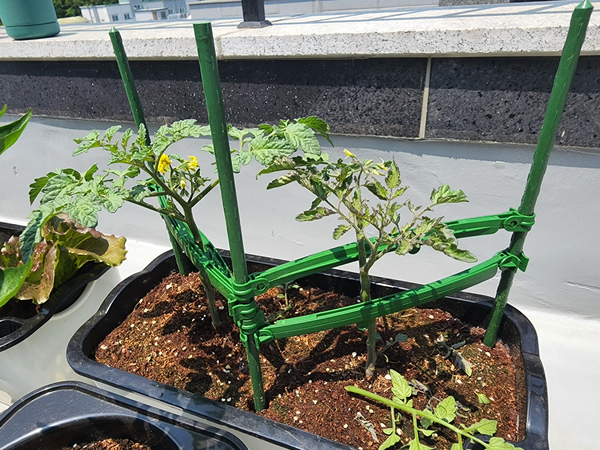 테라스 텃밭 집에서 방울토마토를 기르다 20