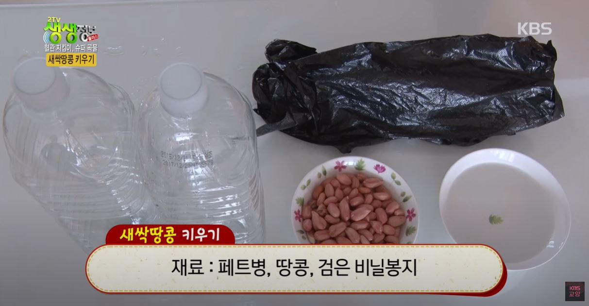 새싹땅콩