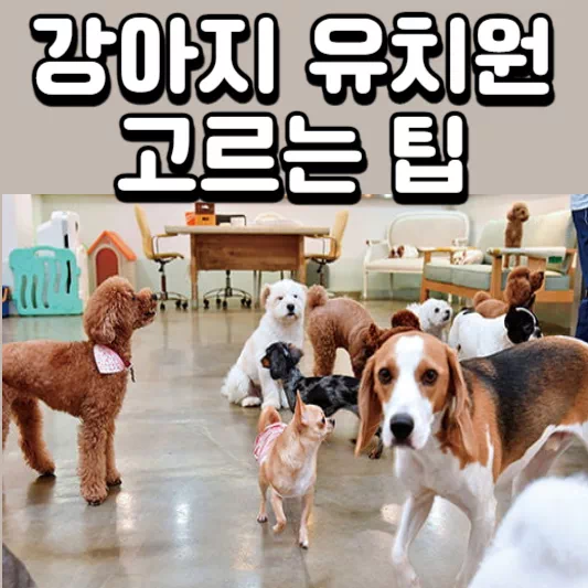 강아지-유치원
강아지-보호
강아지-교육
강아지-훈련
강아지-학교
강아지-맡길곳
반려견-유치원
강아지-사회성
강아지-유치원-비용
펫시터
강아지-유치원-고르는-방법
강아지-유치원-고르는-팁