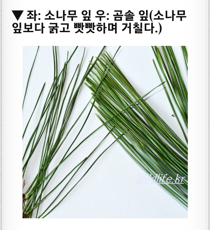 씨름판 기술의 26