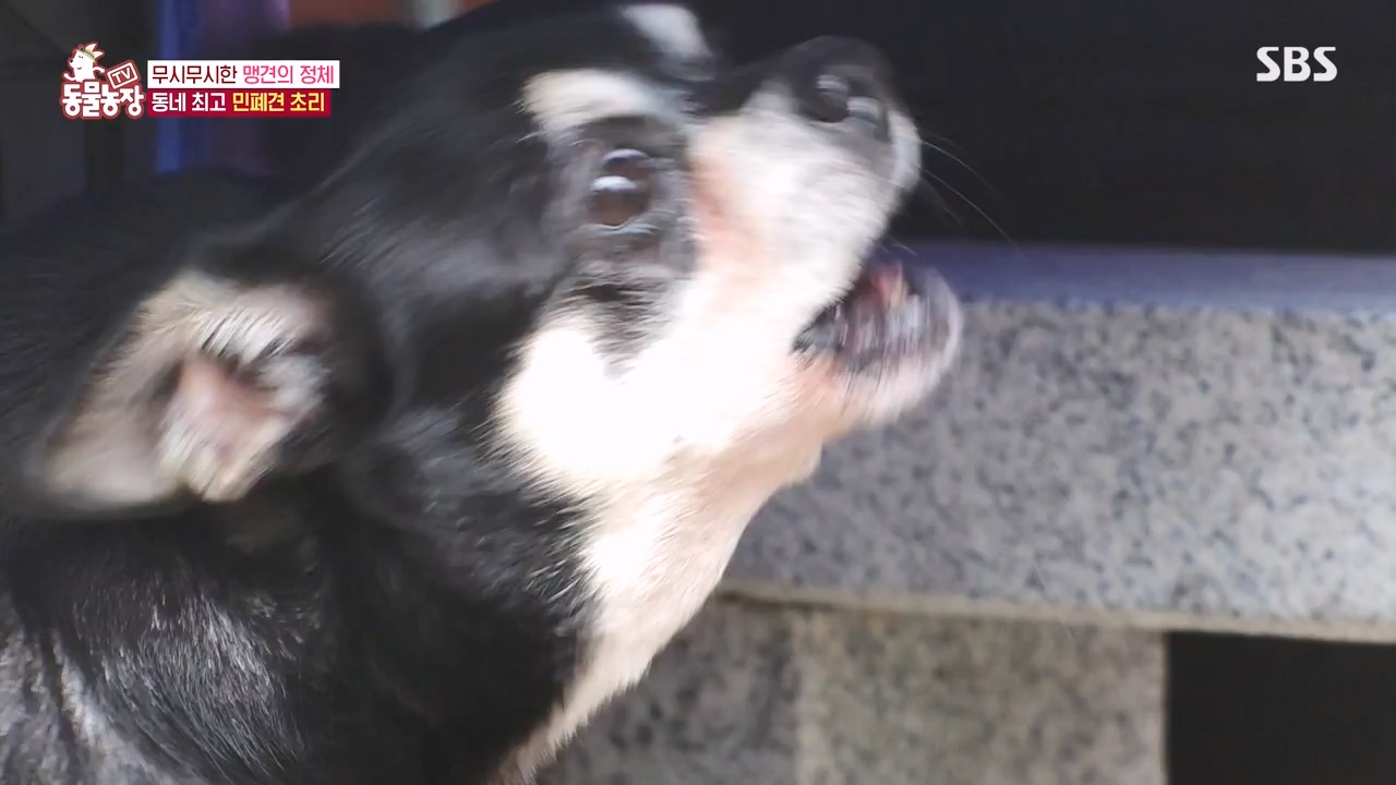 TV 동물농장.E1144.231106p-NEXT.mp4_20231105_175936.366.jpg