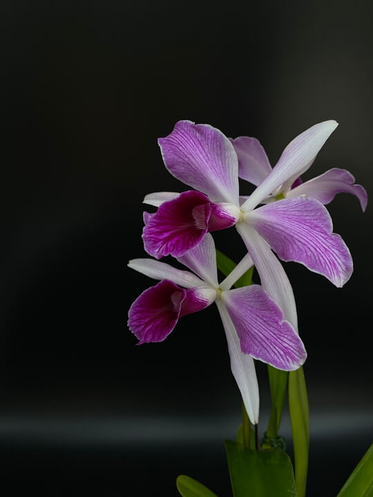 Cattleya purpurata striata