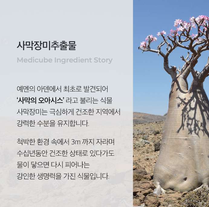 사막장미추출물