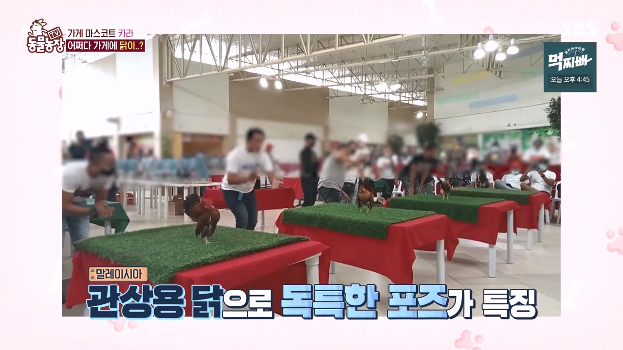 TV 동물농장.E1141.231016p-NEXT.mp4_20231015_172957.268.jpg