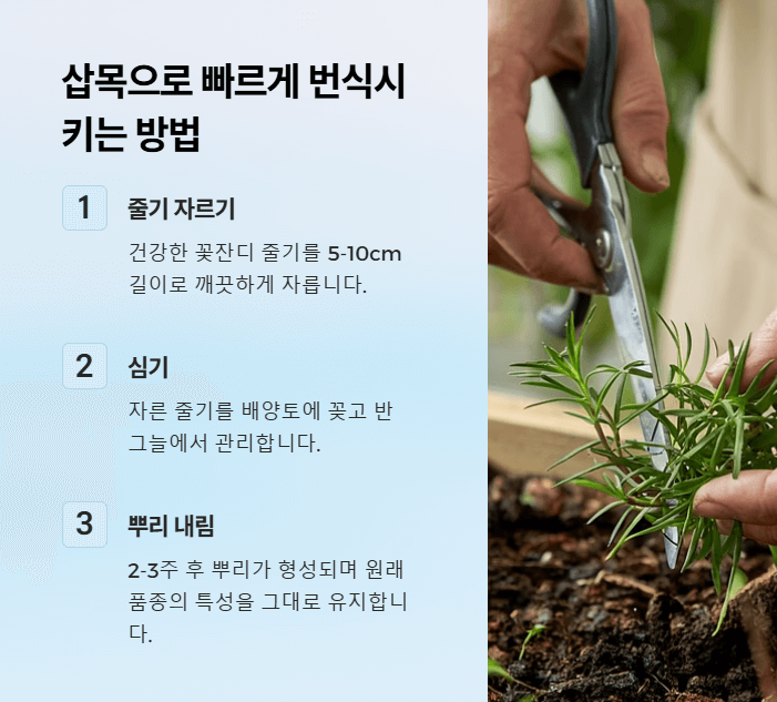 꽃잔디 심는시기