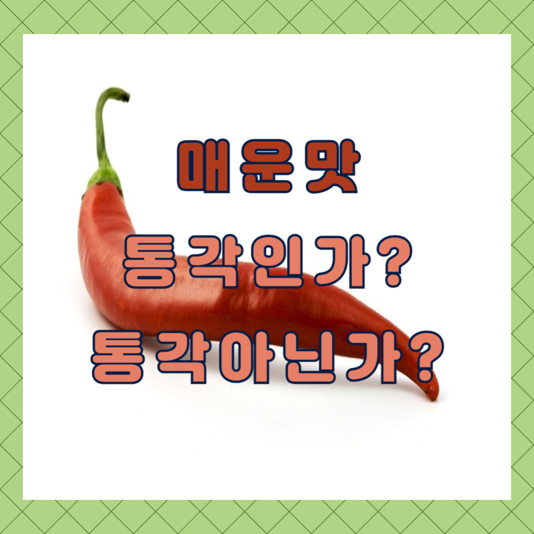 매운맛 통각인가?