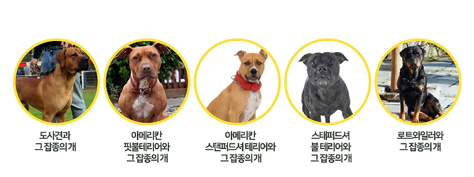 2021년 2월부터 맹견  소유자 책임보험 미가입시 최대 300만원 벌금