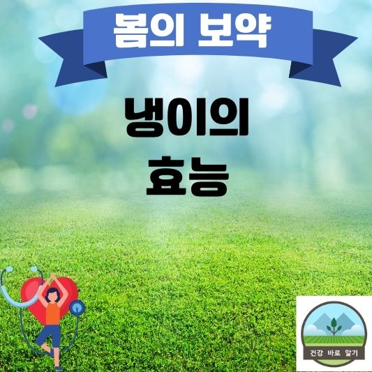  봄의 보약 2편 냉이의 효능