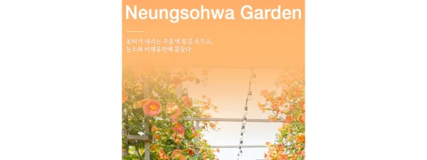  제주 비체올린 여름꽃 능소화 축제-"오감만족"