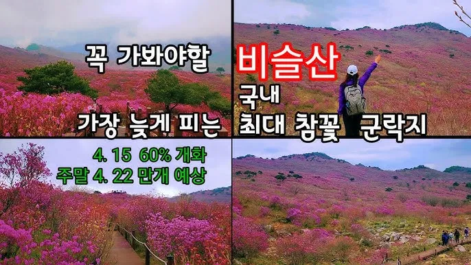 비슬산 참꽃축제 등산코스 맛집_2