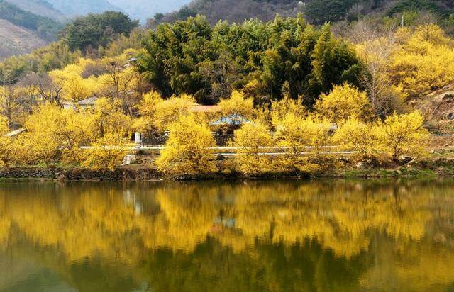 전남 구례 산수유꽃 축제