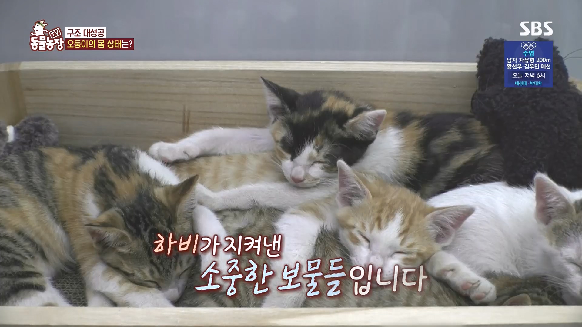 TV 동물농장.E1182.240728p.H264-F1RST.mp4_20240728_152532.790.jpg