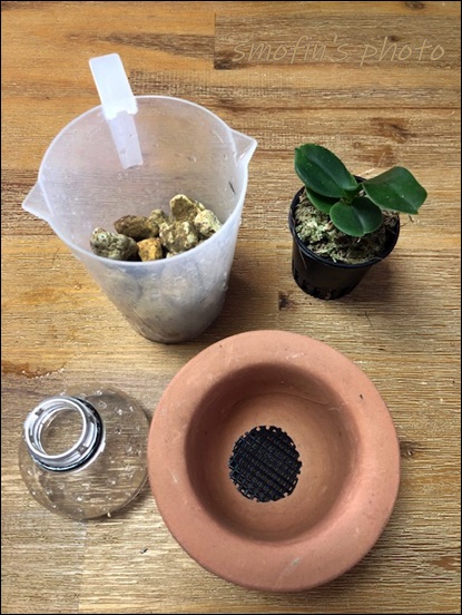 풍란 이용한 대엽심기 4