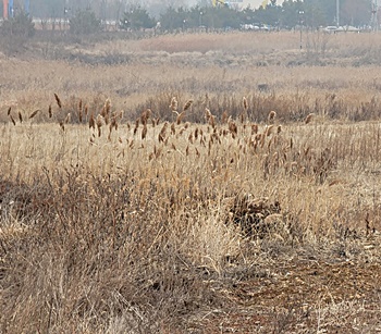 근저당권-임차인-세입자-우선변제권-대항력-가지려면