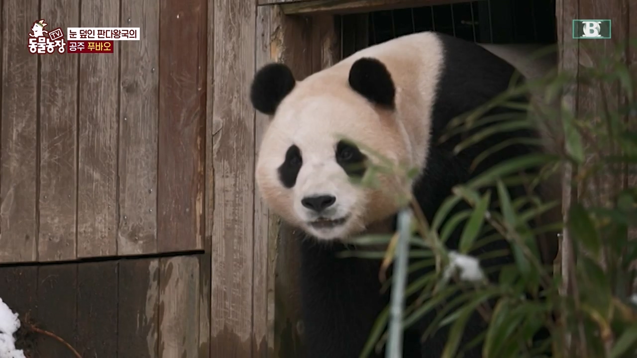 TV 동물농장.E1155.240122p-NEXT.mp4_20240121_145935.716.jpg