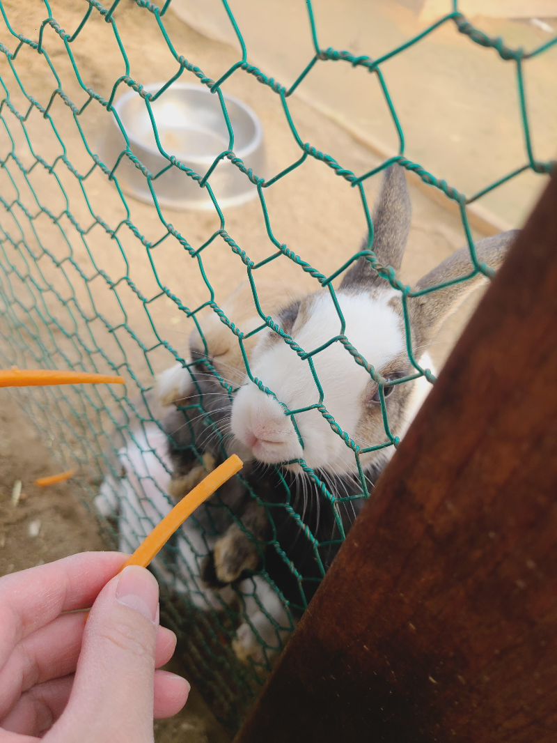파주 아이와 가볼만한곳, 실내 동물원 파주 나눔농장 - 파주 아이와 가볼만한곳, 나눔농장 특징 파주 아이와 가볼만한곳, 실내 동물원 파주 나눔농장 - 파주 아이와 가볼만한곳, 나눔농장 특징