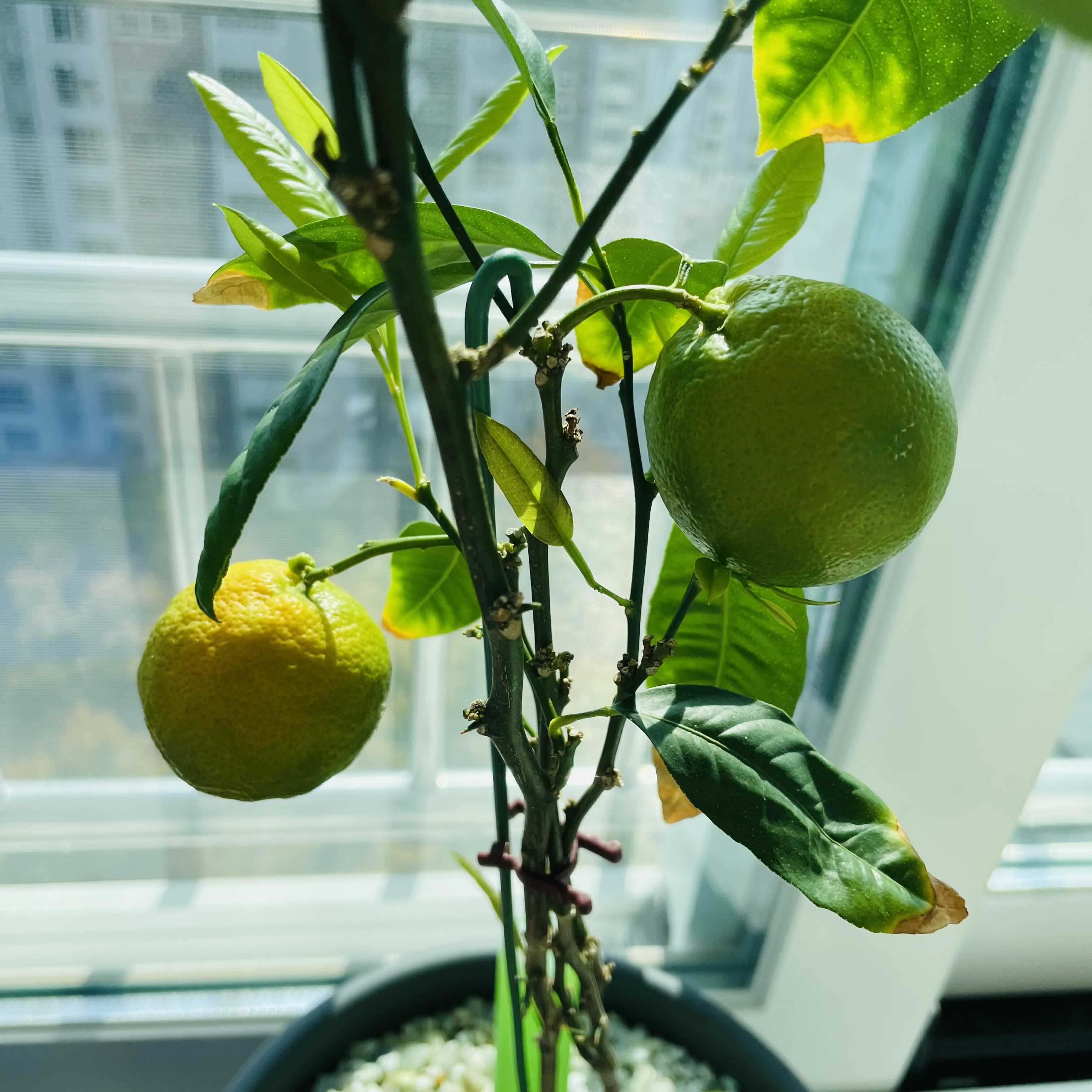 오렌지레몬나무 오렌지레몬열매 meyer lemon