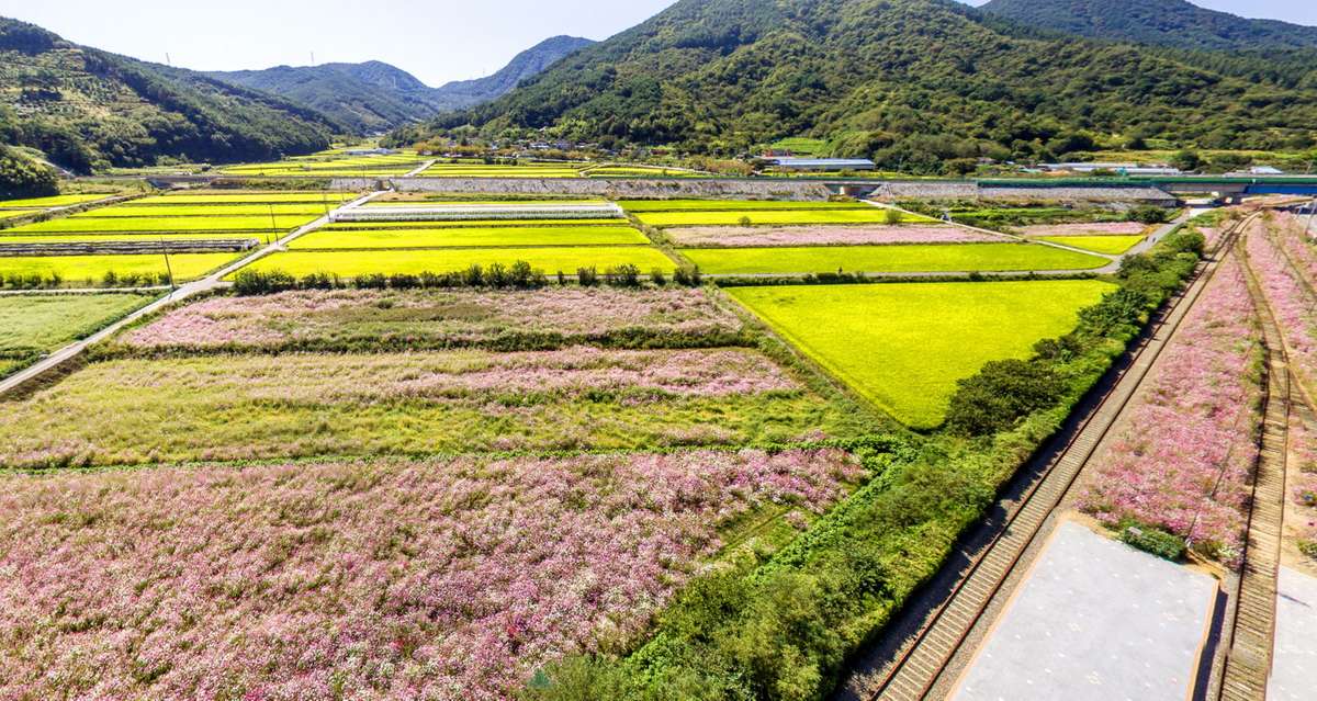 2024 제 18회 하동 북천 코스모스 메밀꽃 축제 정보 가요제, 입장료, 프로그램, 9월13일 ~ 9월27일 1박2일 추천 여행지6
