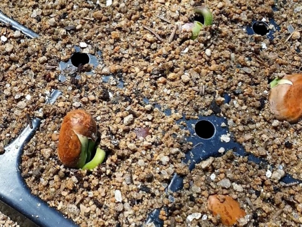 강낭콩키우기 싹틔우기 떡잎 본잎 6