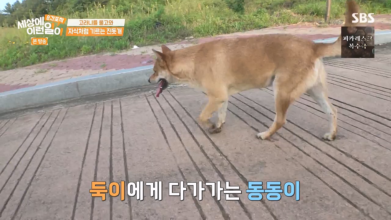 순간포착 세상에 이런일이.E1244.230903p-NEXT.mp4_20230903_173230.300.jpg