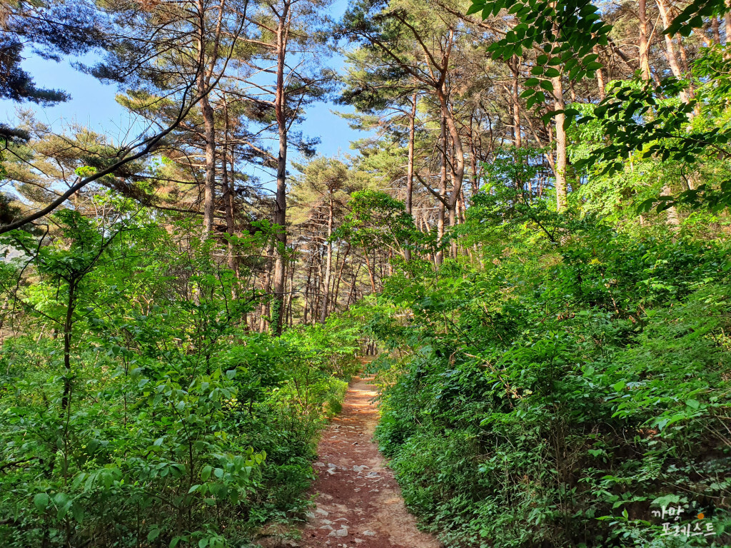 화왕산 산길