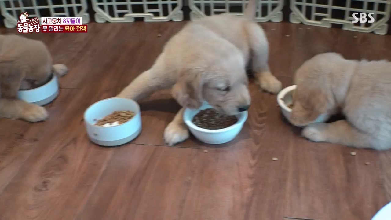 TV 동물농장.E1132.230807p-NEXT.mp4_20230806_164219.603.jpg