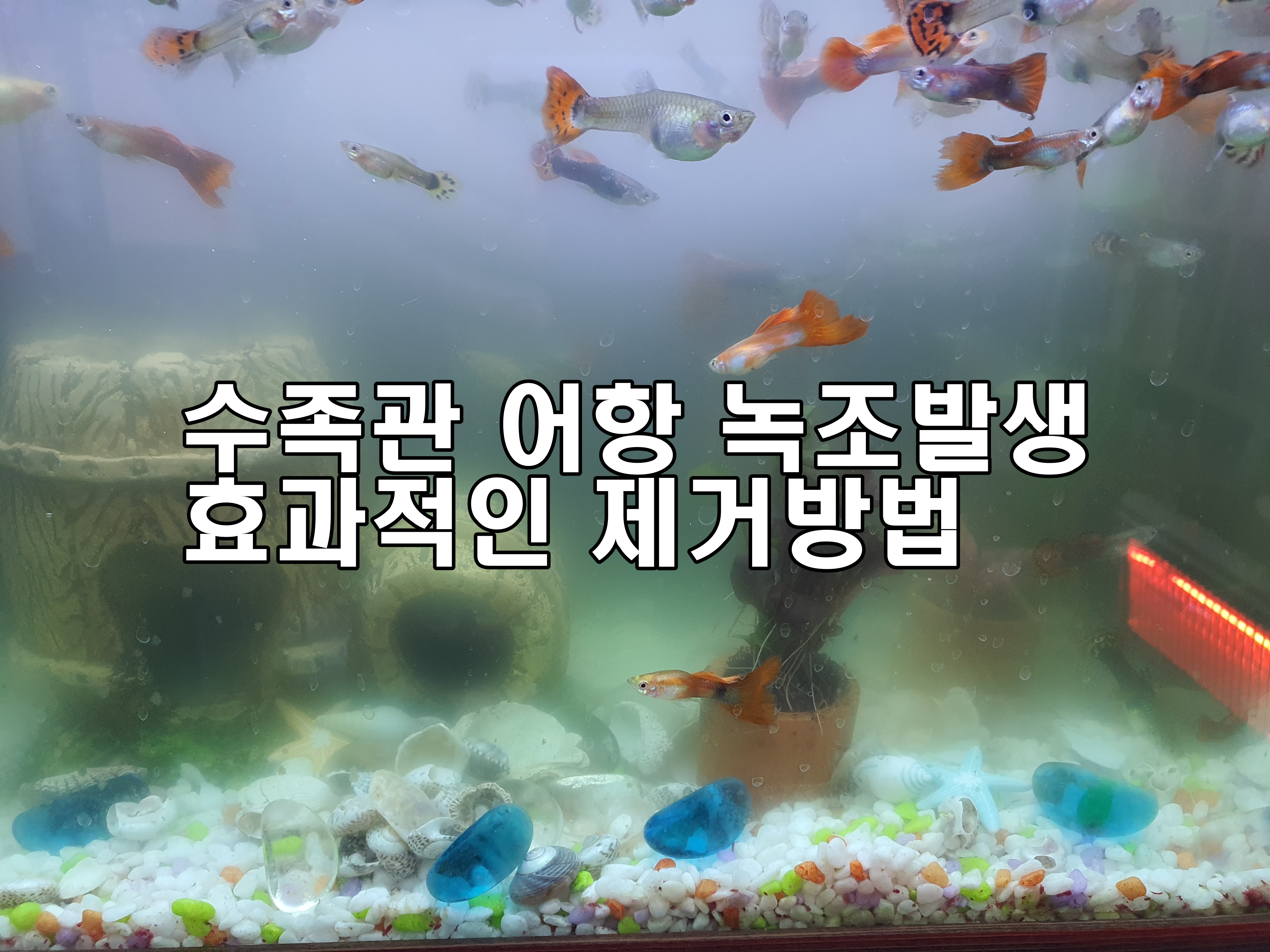  수족관 어항 녹조발생! 간편제거방법