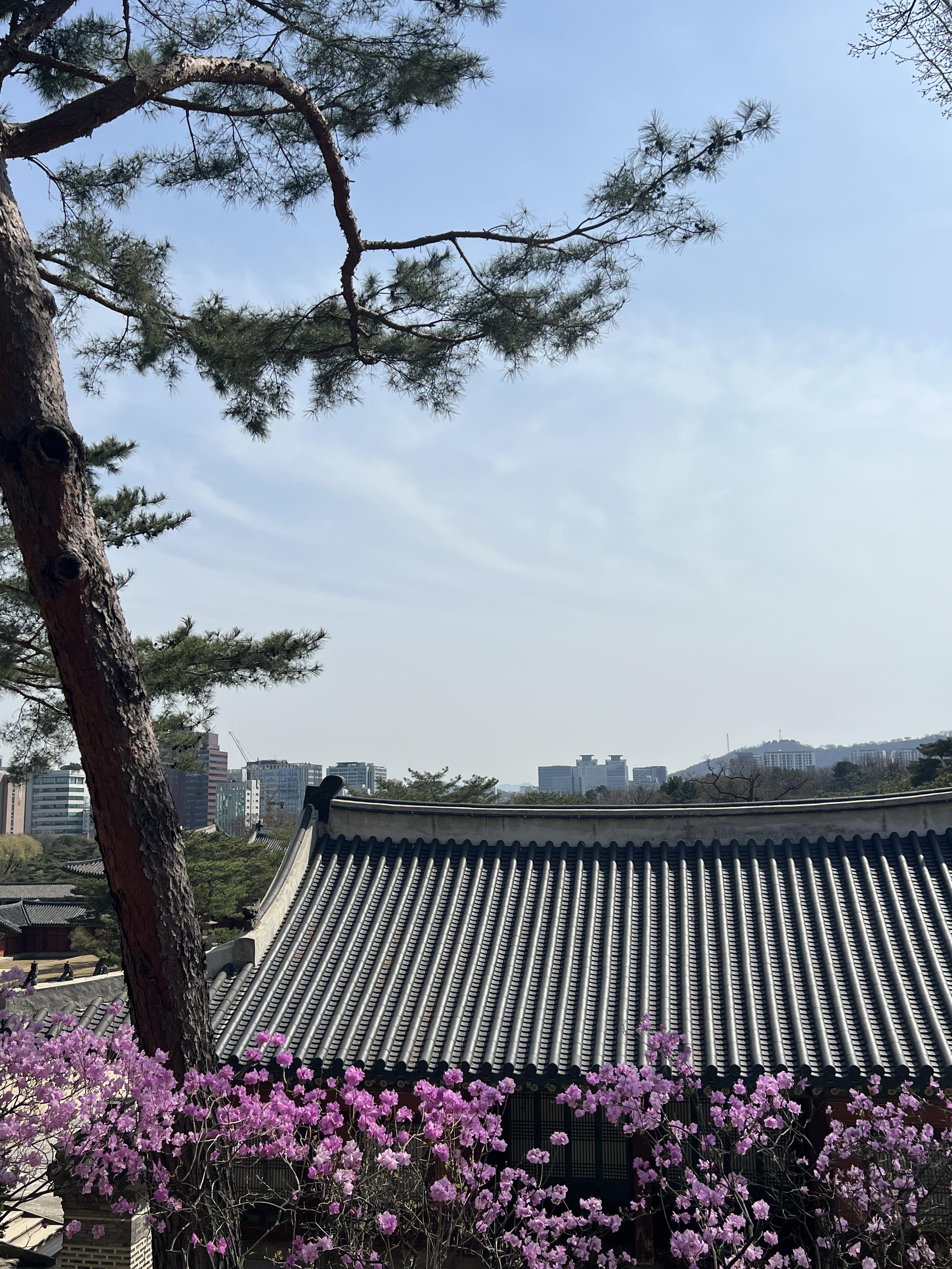 소나무와 진달래와 궁
