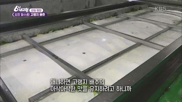 6시 내고향_김장의 필수품 평창 고랭지 배추 - 강원 평창 [슬기로운 두 반장] 슬기로운 어르신들을 찾아서 (충북 제천) [붕붕이가 간다] 철원에 무슨 일이 (강원 철원) [인생은 행복海] 우리는 환상의 사촌 (경남 통영).ts_20231117_202025.782.jpg
