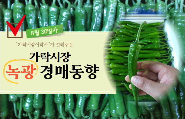  [경매사 일일보고] 8월 30일자 가락시장 녹광 경매동향을 살펴보겠습니다!