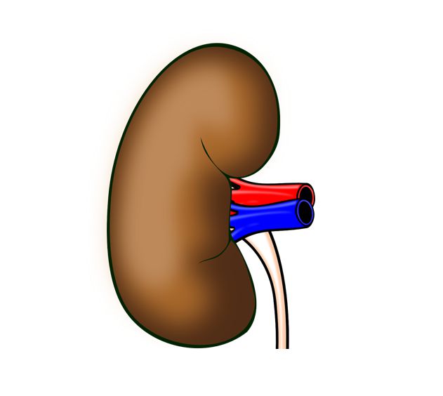 콩팥 사진