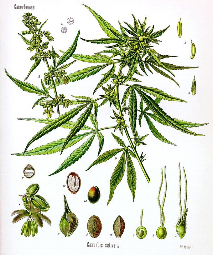 대마초 Cnnabis&#44; 마리화나 Marijuana