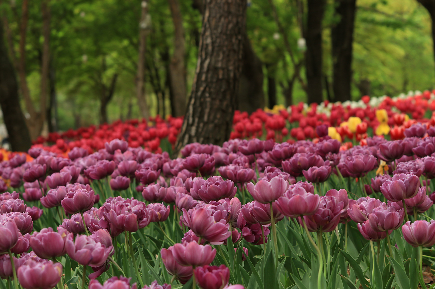 주말 서울숲 튤립 개화 현황… 20