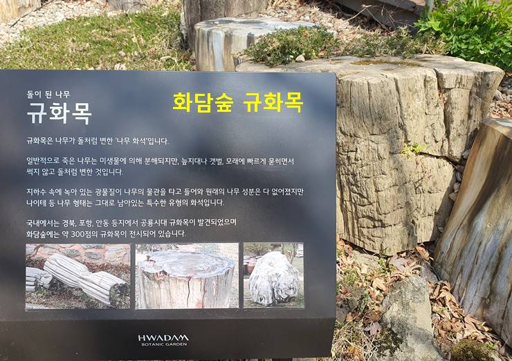 화담숲 규화목