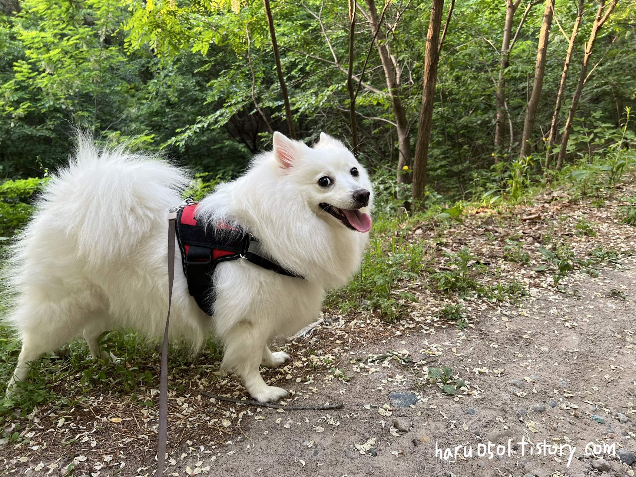 산에서 산책하는 하얀 강아지
