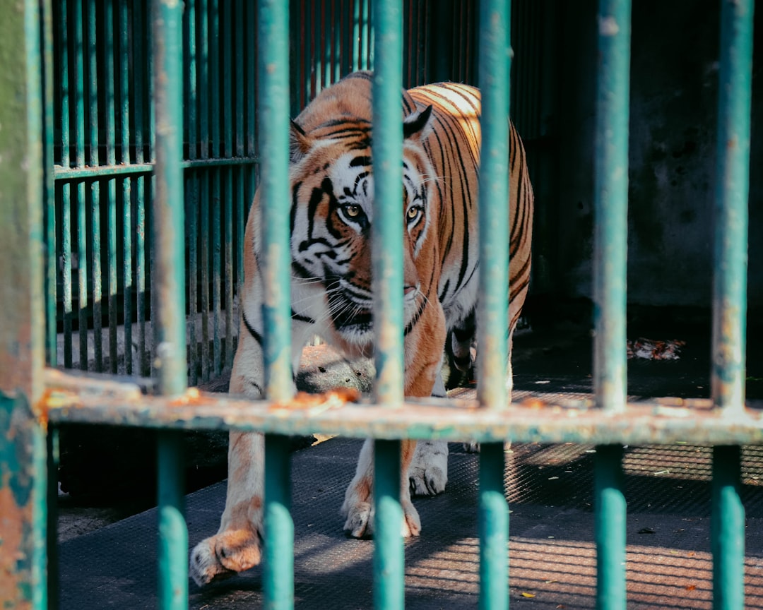 Cage