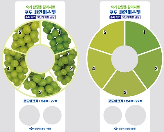 샤인머스켓 칼라차트