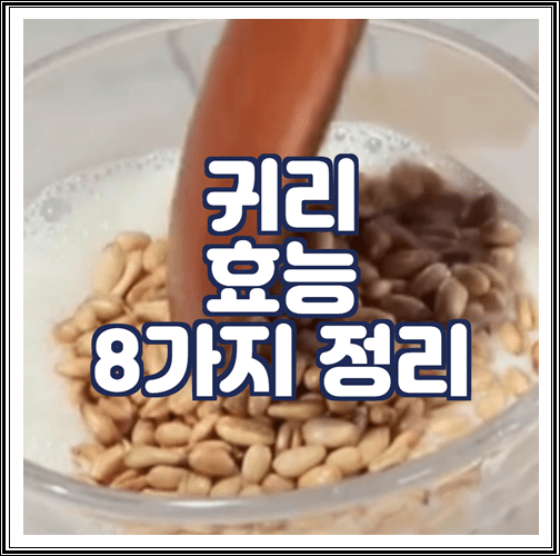  귀리 효능 8가지 정리